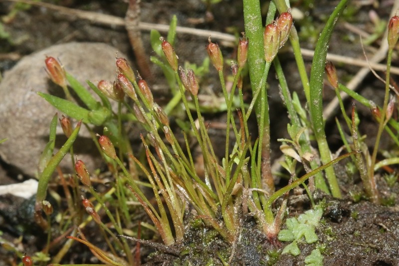 Herman'S Dwarf Rush photo 4