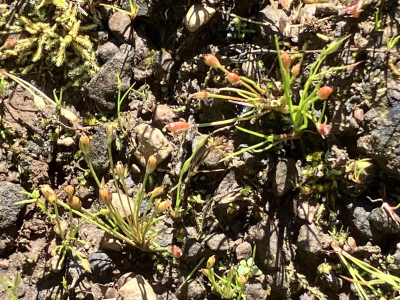 Herman'S Dwarf Rush photo 5