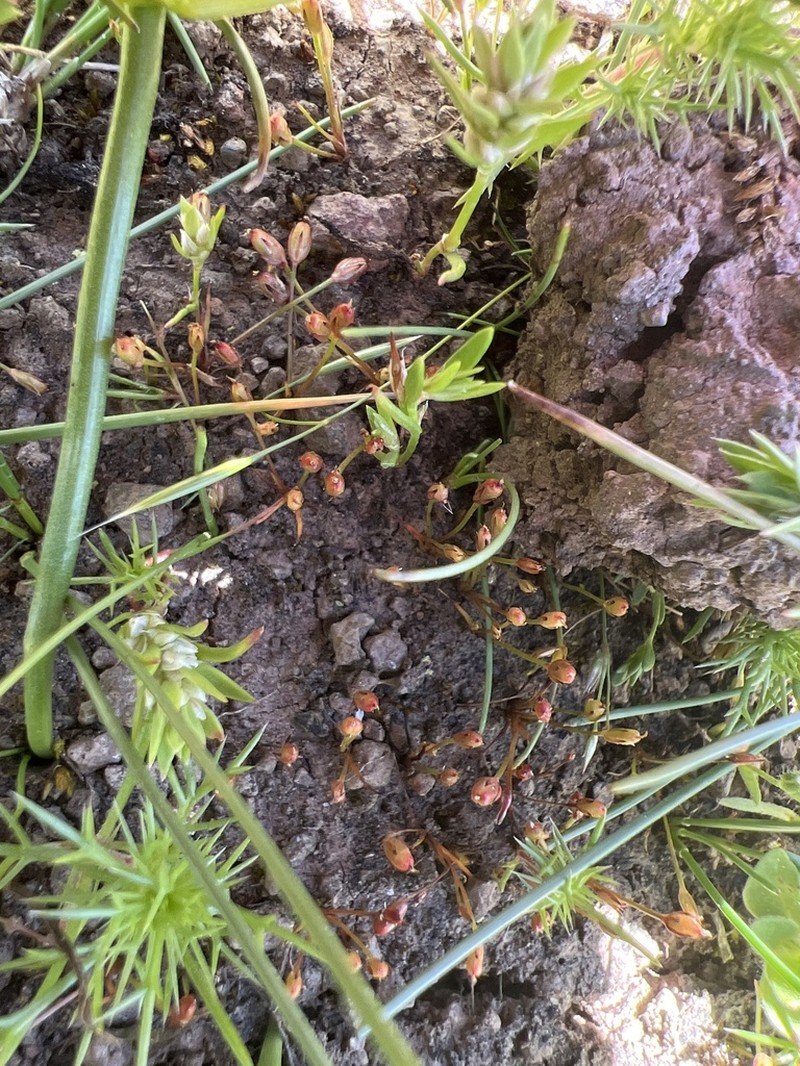 Herman'S Dwarf Rush photo 6