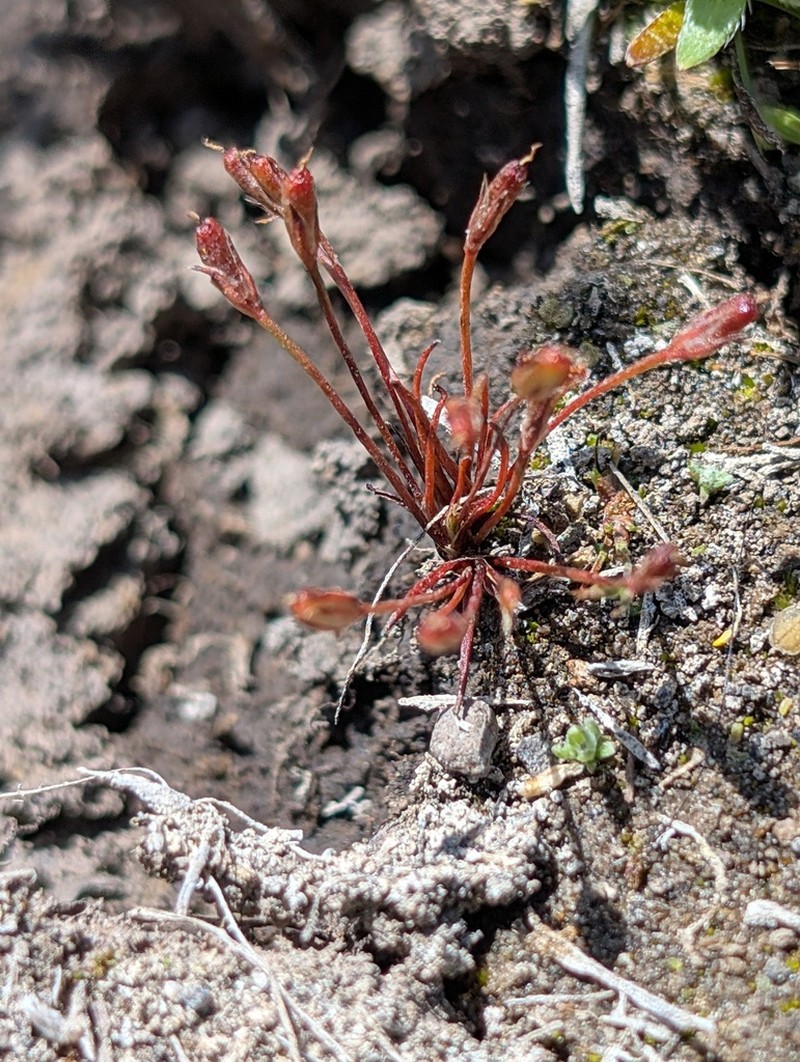 Herman'S Dwarf Rush photo 7