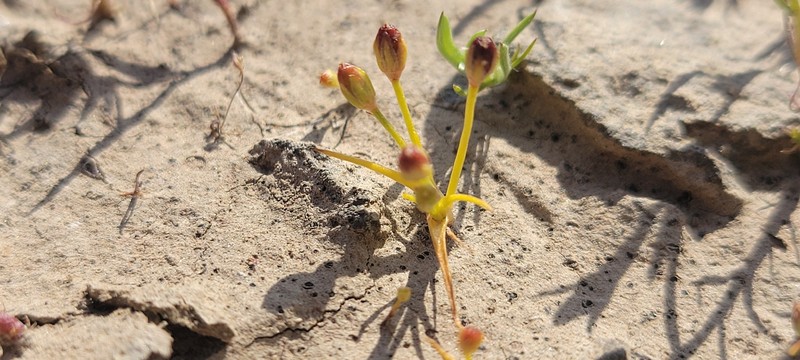 Juncus hemiendytus var. hemiendytus