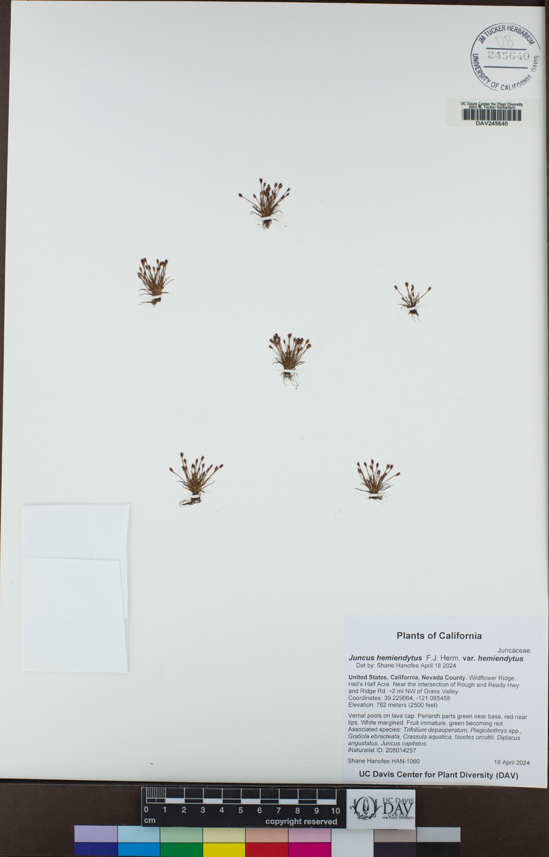 Juncus hemiendytus var. hemiendytus photo 2