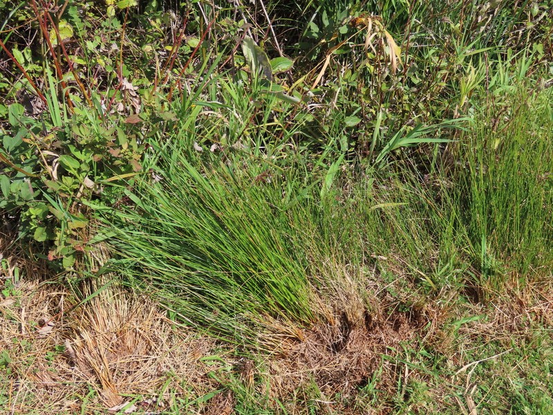 Juncus hesperius photo 2