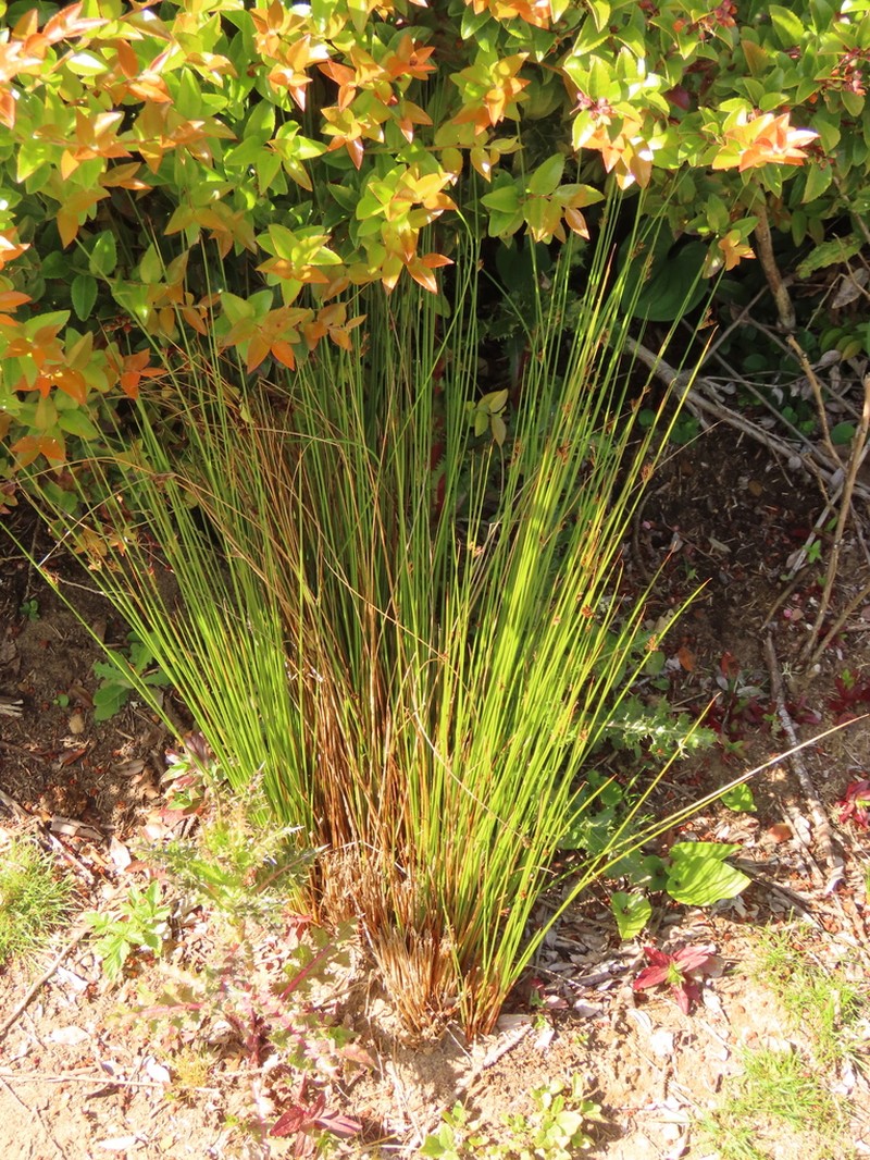 Juncus hesperius photo 3