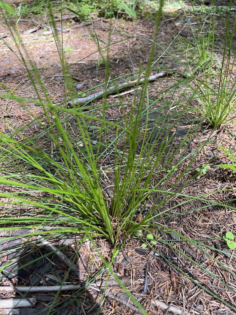 Juncus hesperius photo 4
