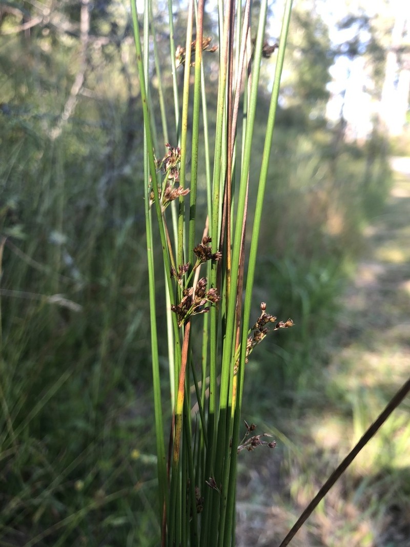 Juncus hesperius photo 5