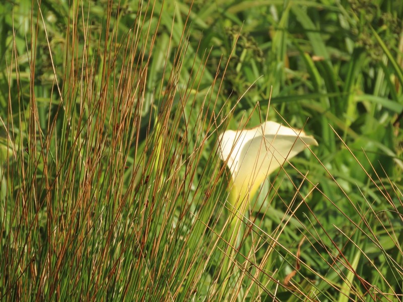 Juncus hesperius photo 6
