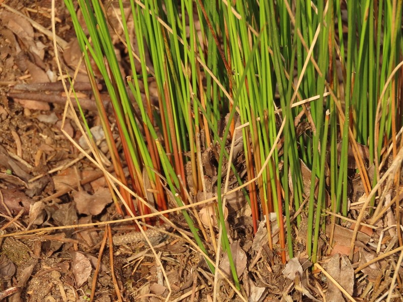 Juncus hesperius photo 7