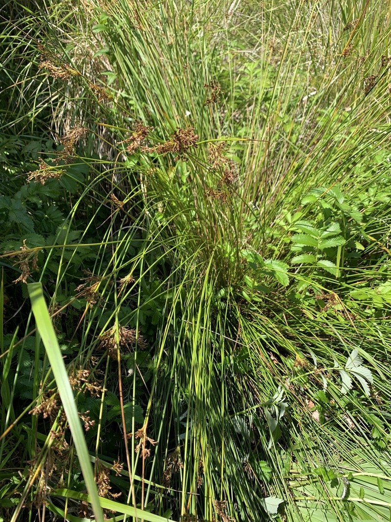 Juncus hesperius photo 8