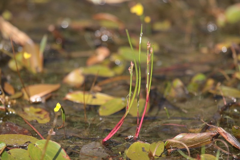 Juncus heterophyllus photo 2