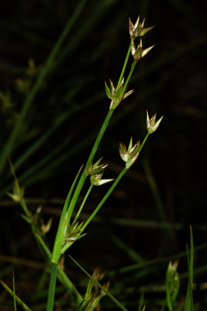 Juncus heterophyllus photo 3