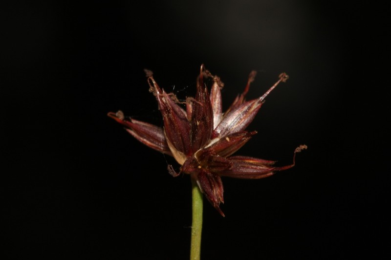 Juncus heterophyllus photo 4
