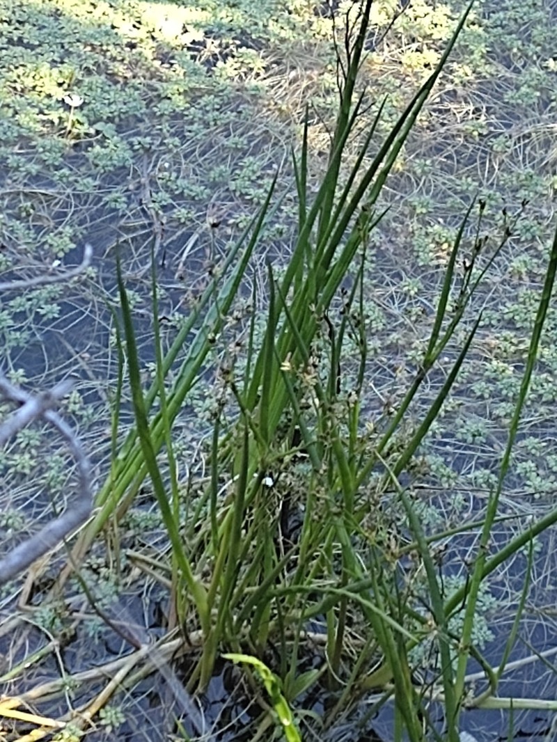 Juncus heterophyllus photo 5