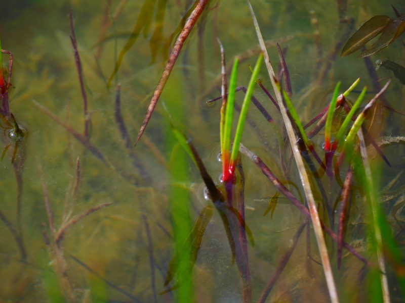 Juncus heterophyllus photo 6
