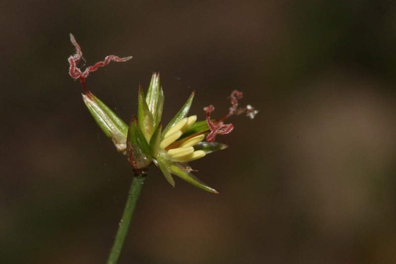 Juncus heterophyllus photo 7