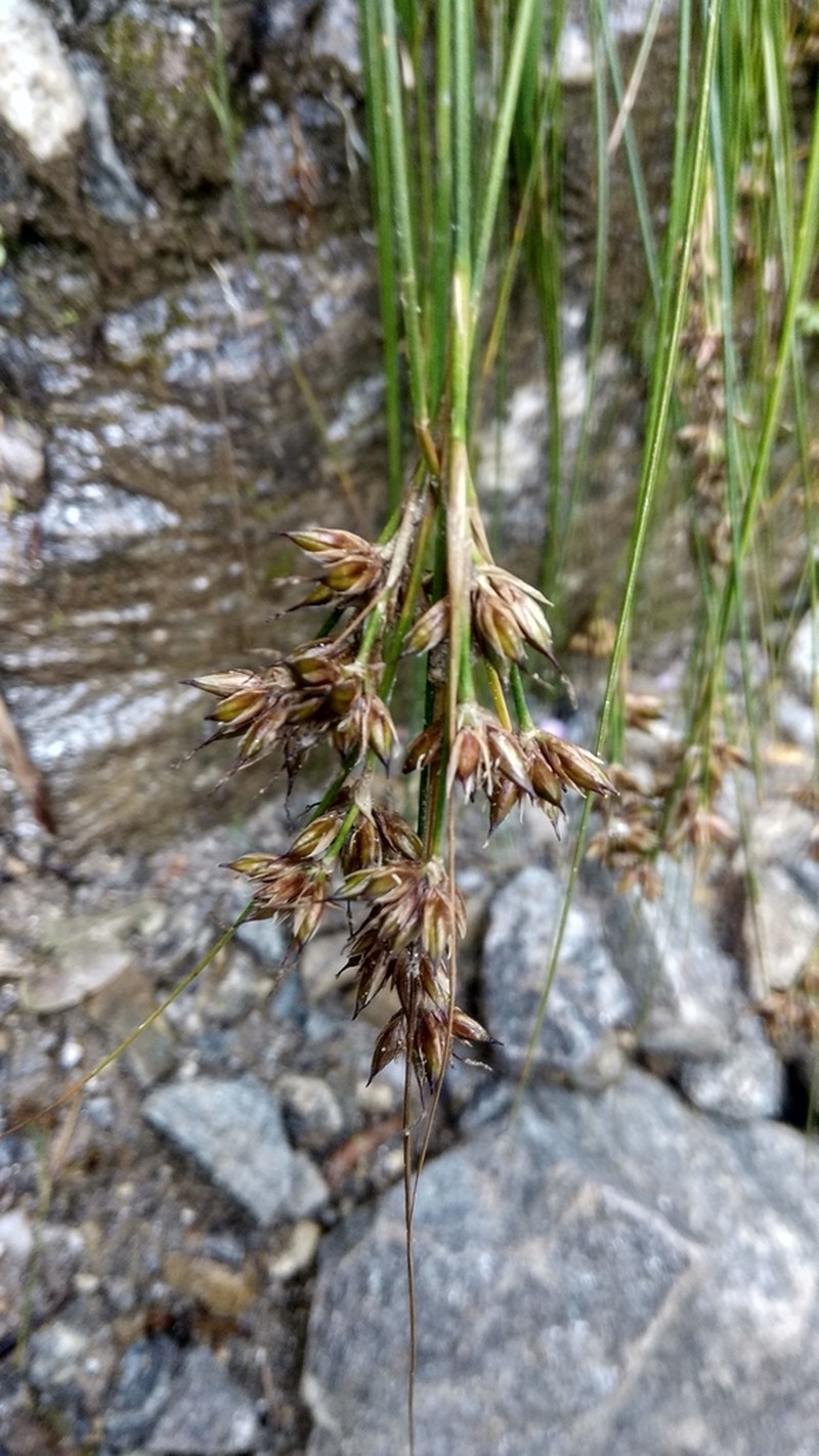 Juncus himalensis photo 2