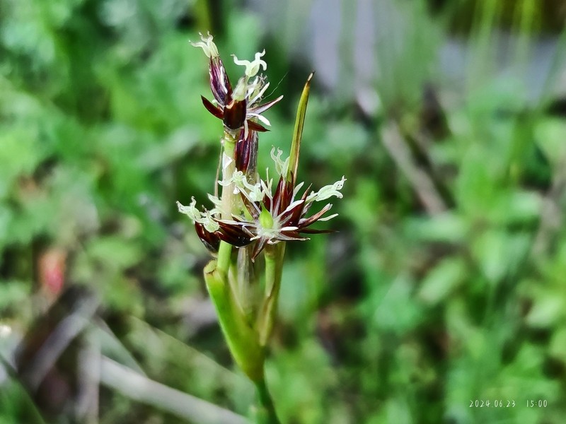 Juncus himalensis photo 4