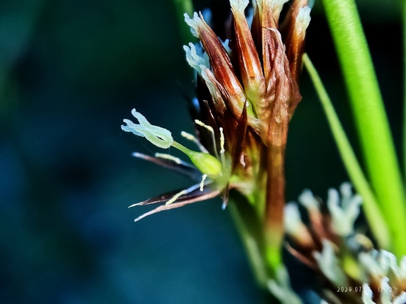 Juncus himalensis photo 5