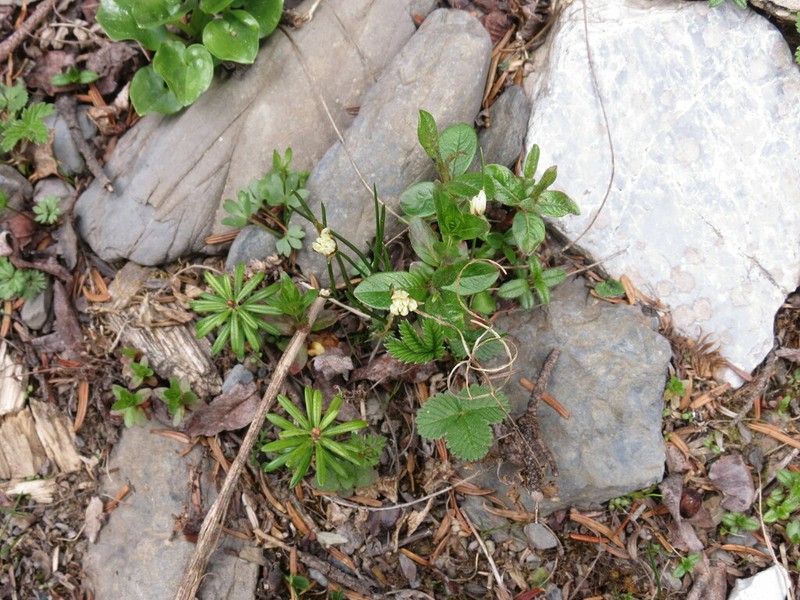 Juncus himalensis photo 6