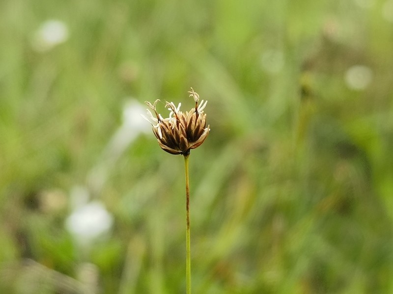 Juncus himalensis photo 7