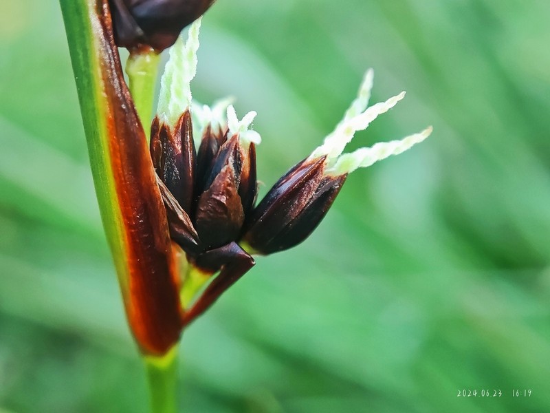 Juncus himalensis photo 8
