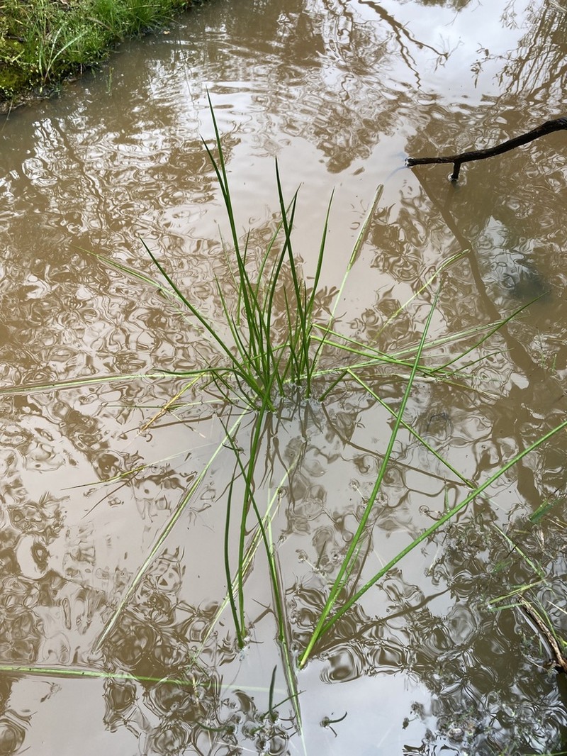 Juncus holoschoenus