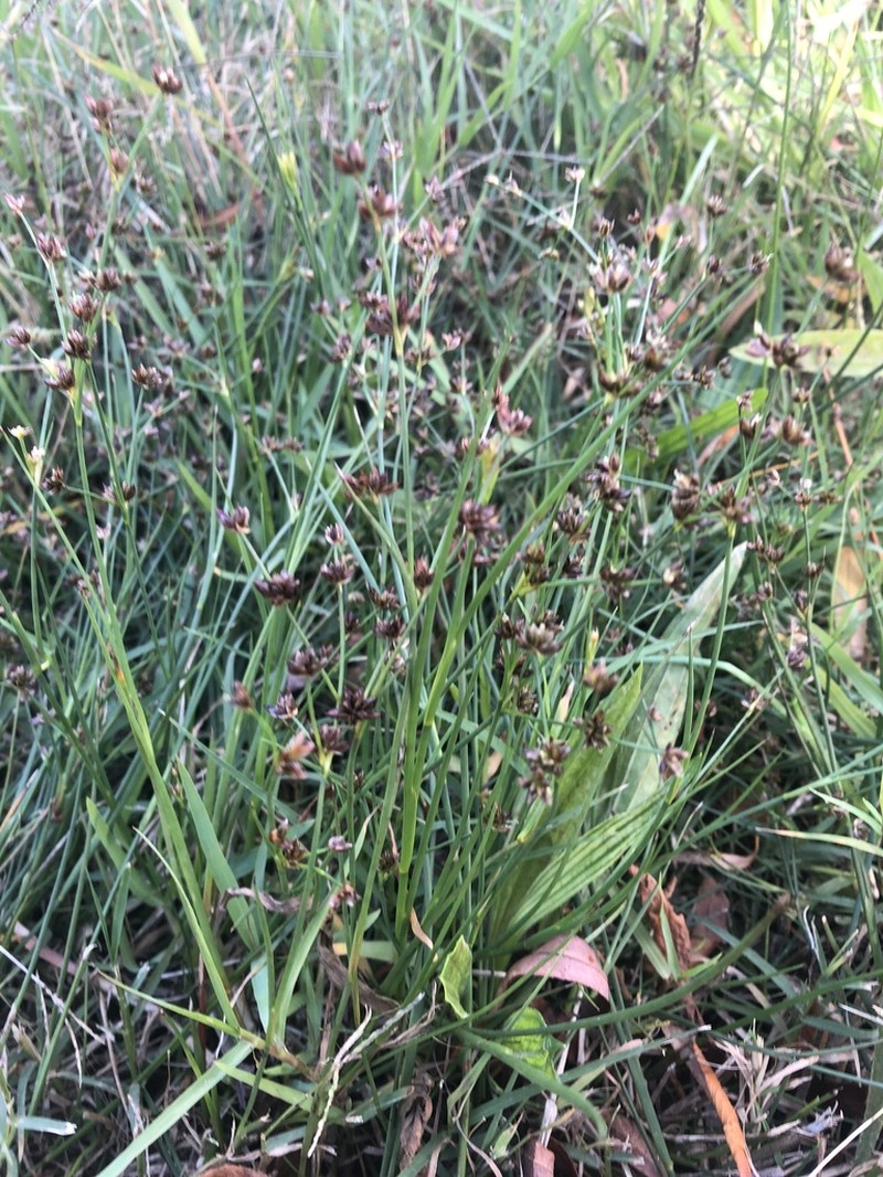 Juncus holoschoenus photo 2