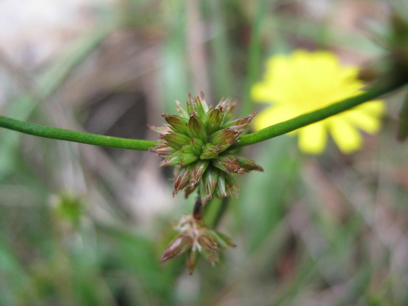 Juncus holoschoenus photo 3