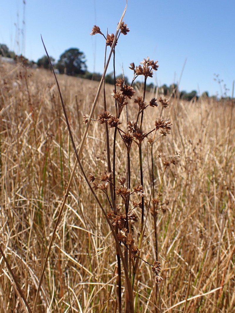 Juncus holoschoenus photo 4