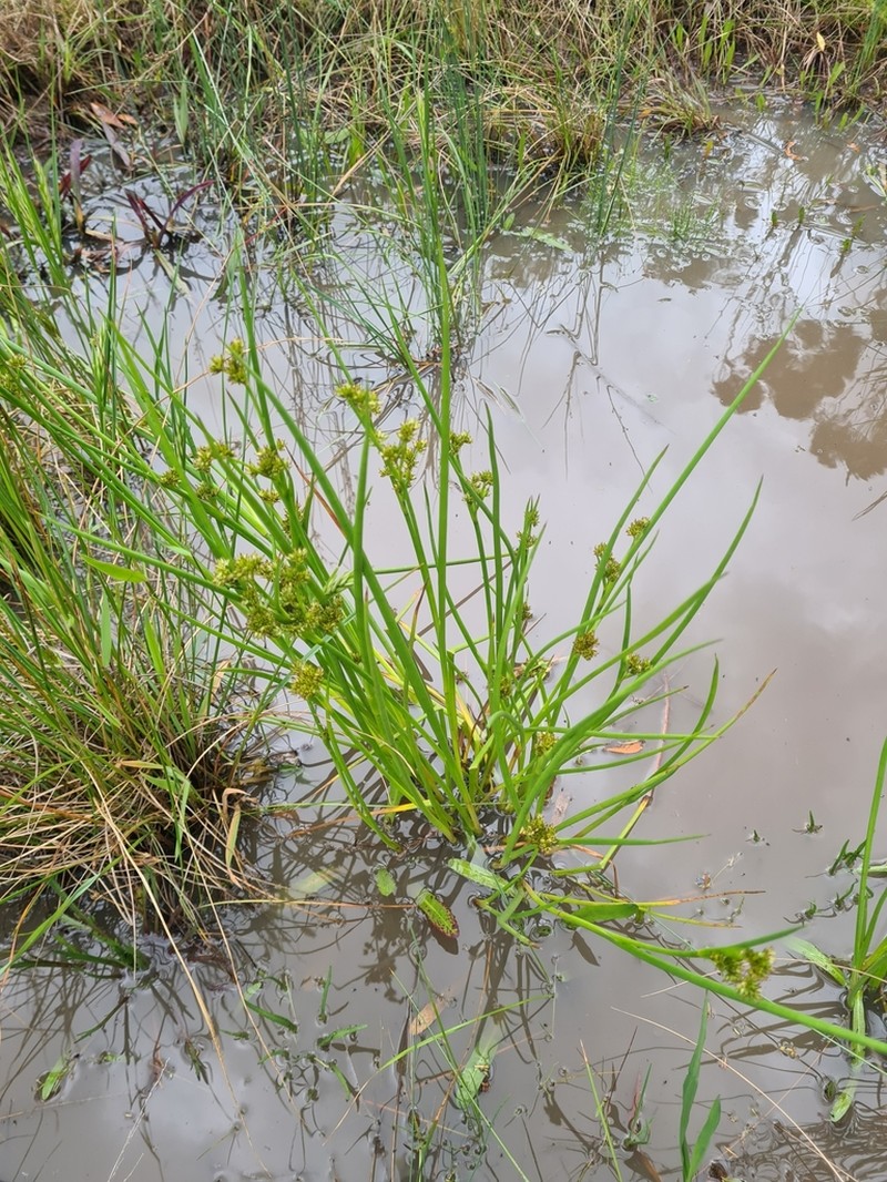 Juncus holoschoenus photo 5