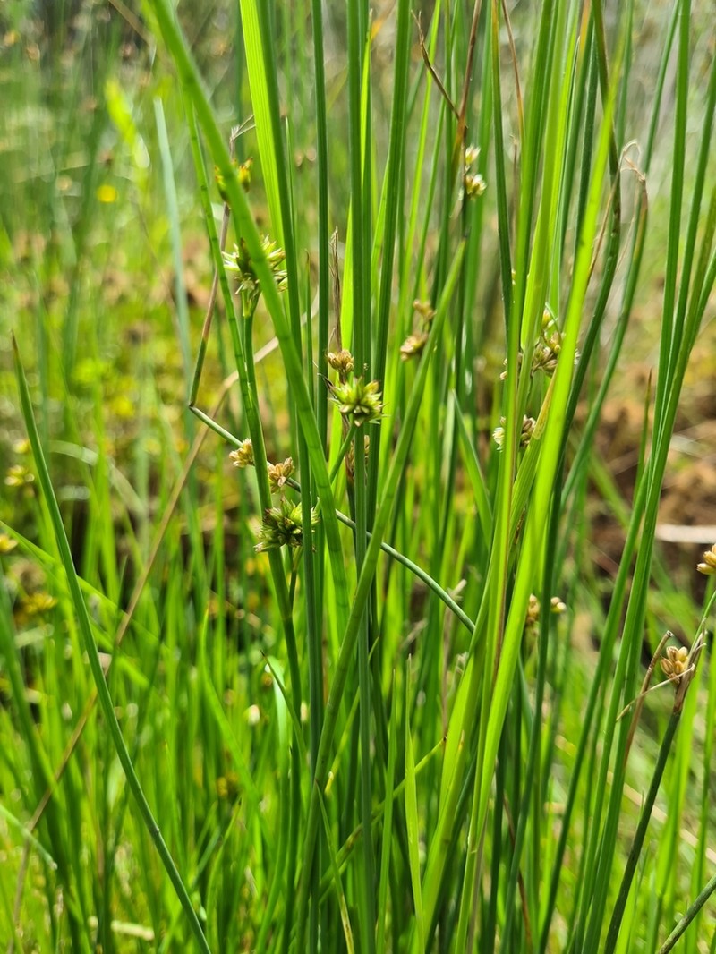 Juncus holoschoenus photo 6