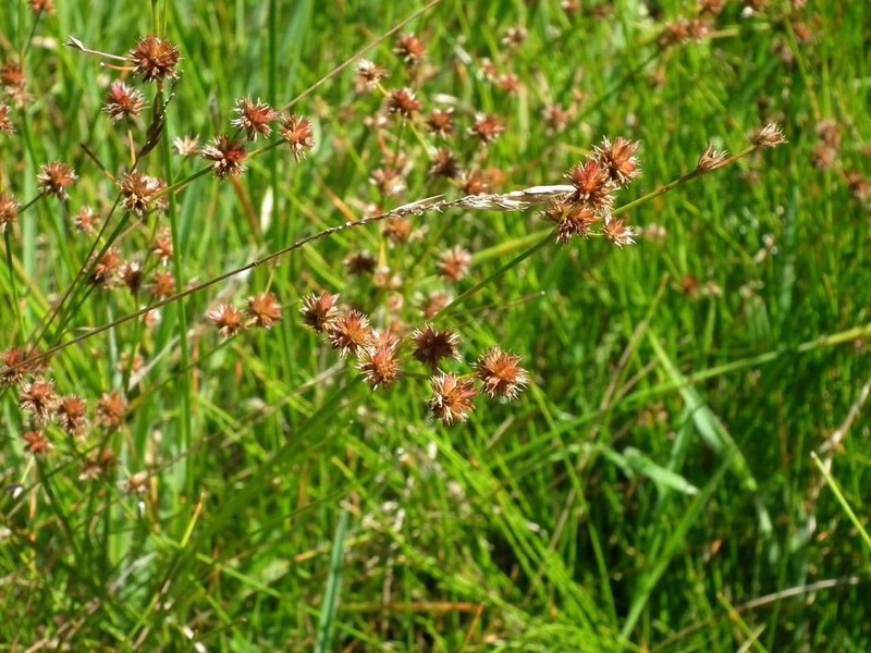 Juncus holoschoenus photo 7