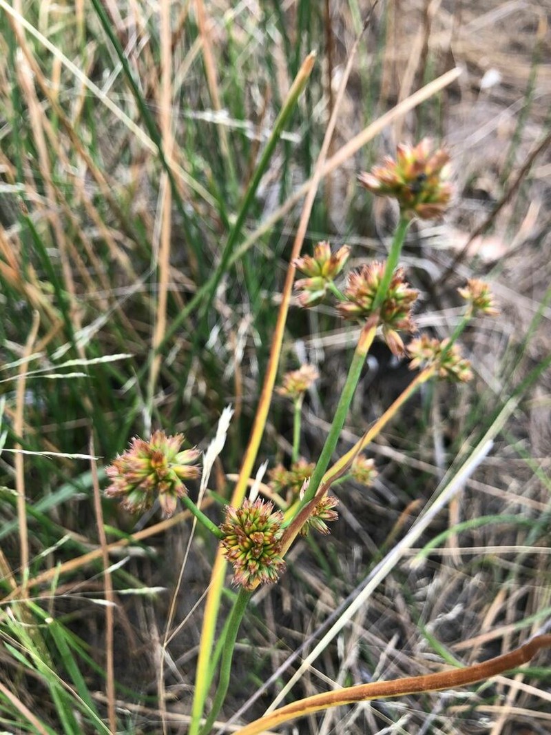 Juncus holoschoenus photo 8