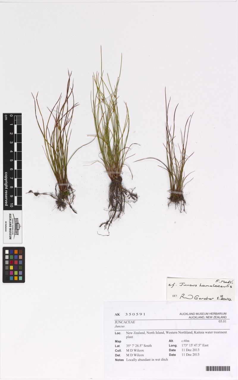 Juncus homalocaulis