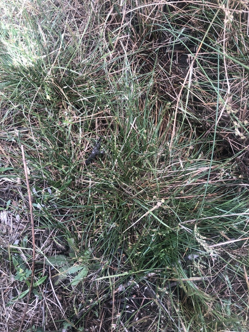 Juncus homalocaulis photo 2