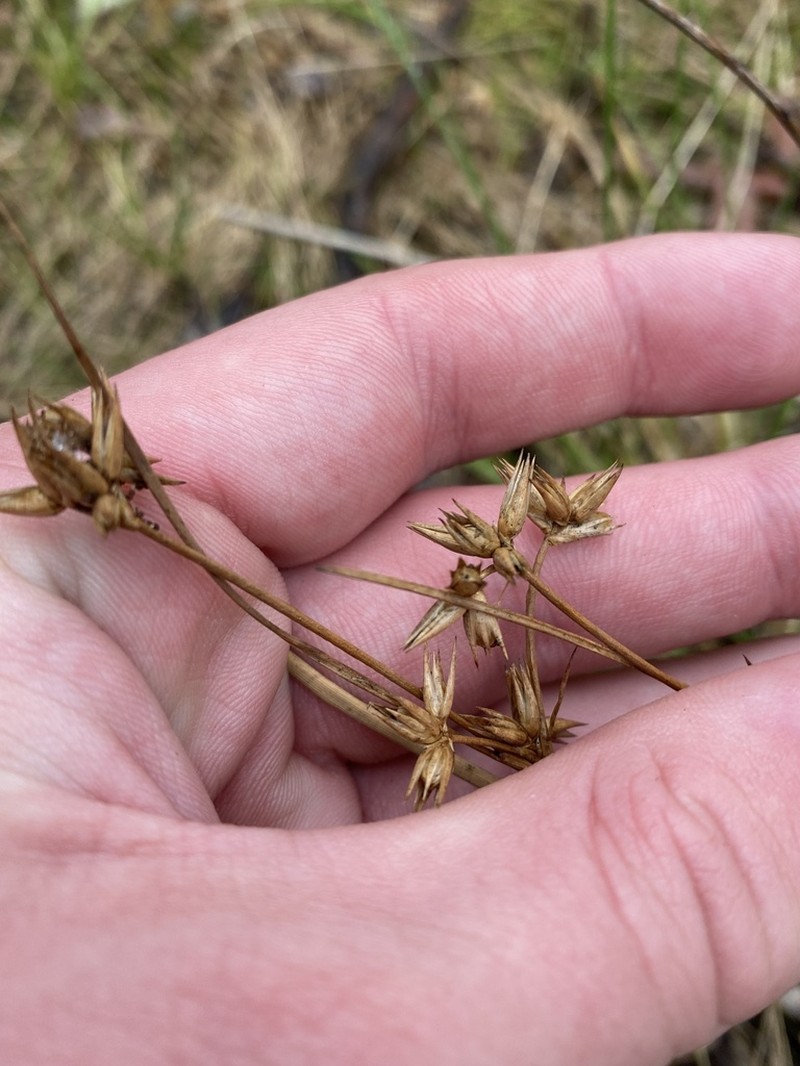 Juncus homalocaulis photo 3