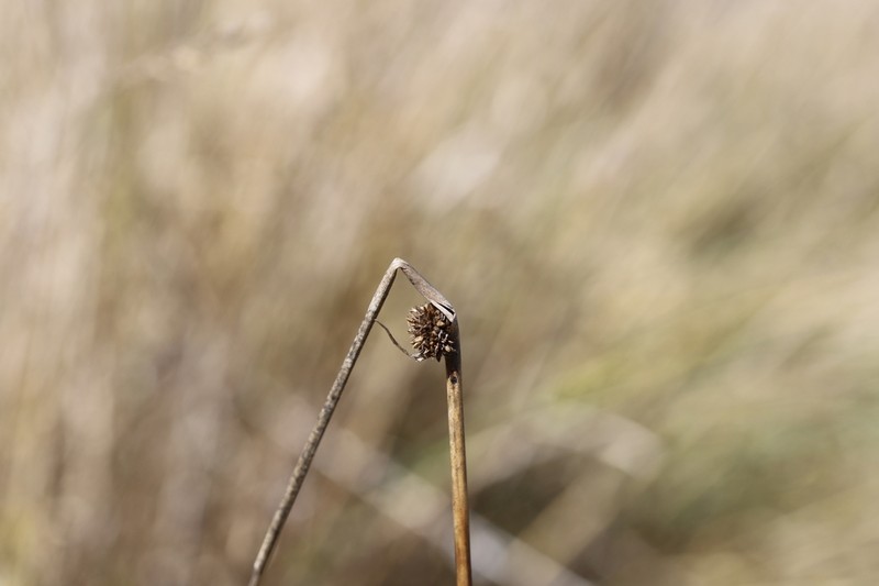 Juncus homalocaulis photo 4