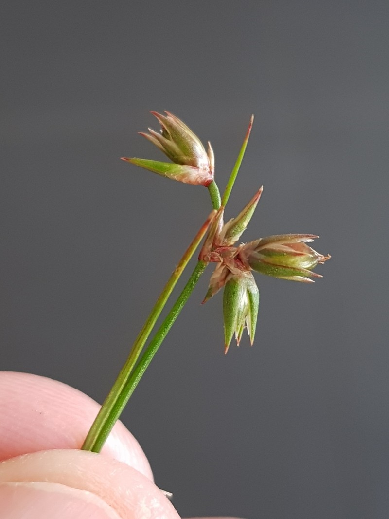 Juncus homalocaulis photo 5