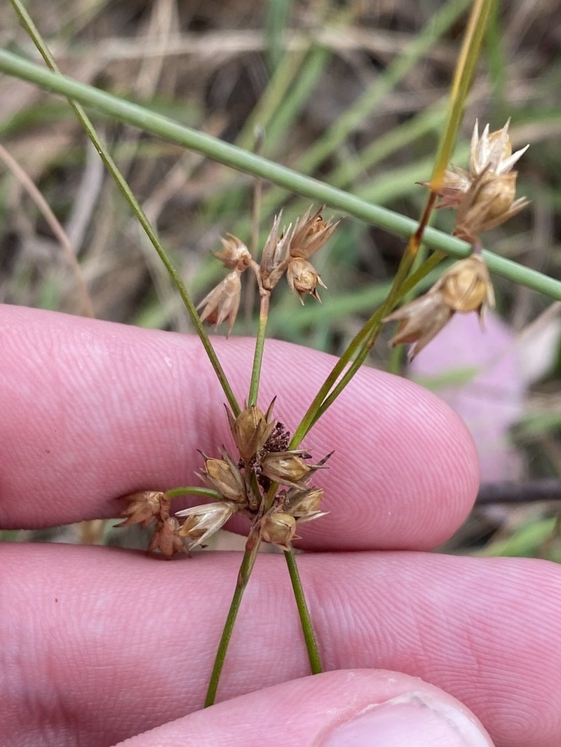 Juncus homalocaulis photo 7
