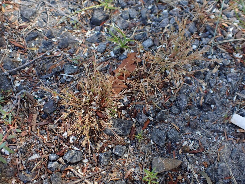 Seasice Rush photo 3