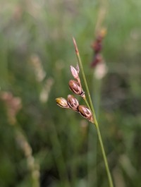 Juncus imbricatus