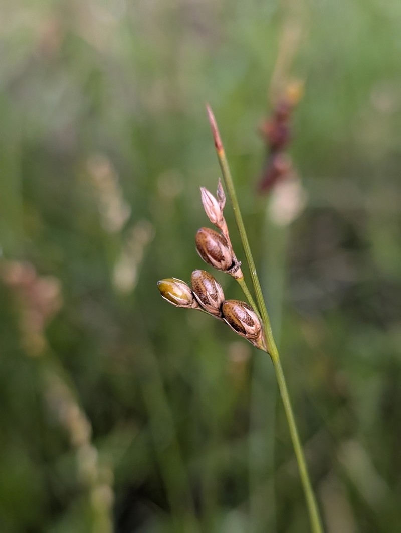 Juncus imbricatus
