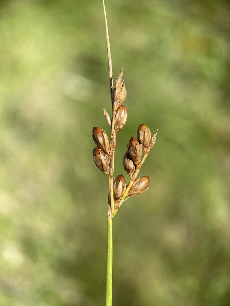 Juncus imbricatus photo 2