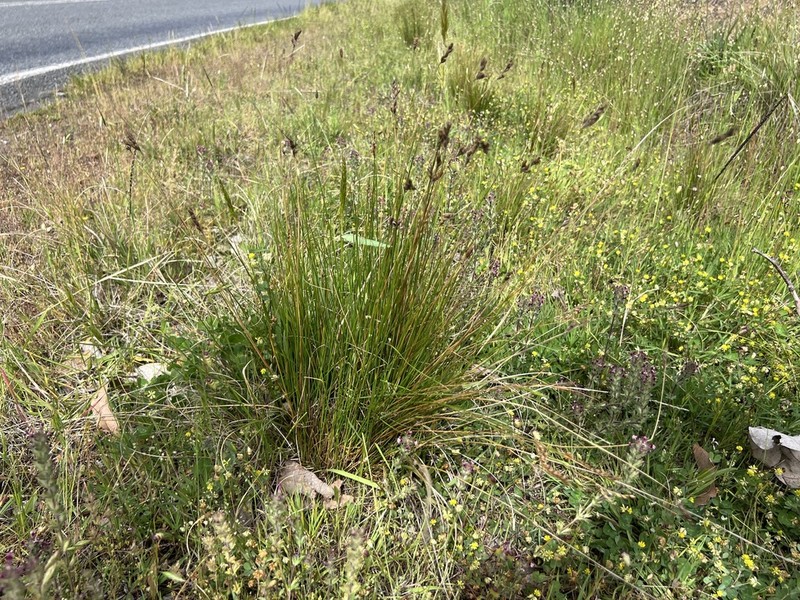 Juncus imbricatus photo 4