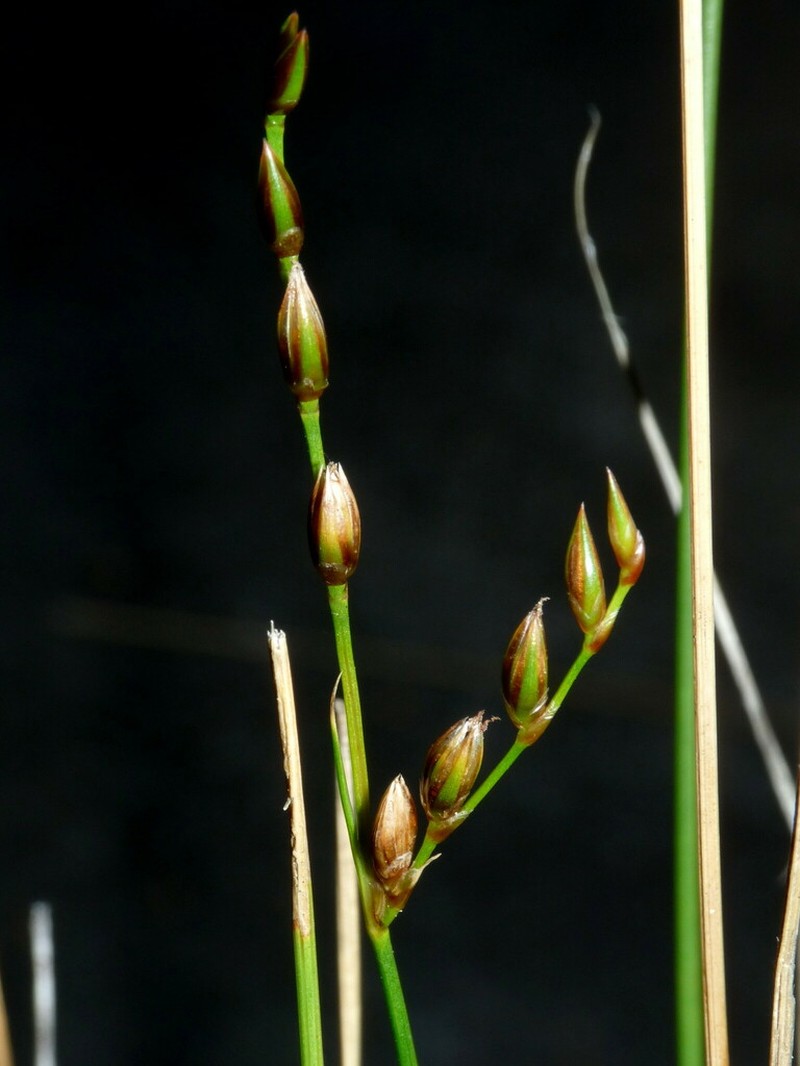 Juncus imbricatus photo 5