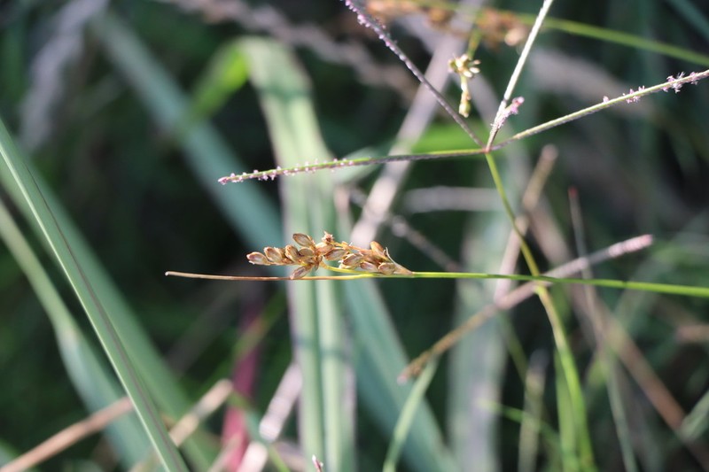Juncus imbricatus photo 6