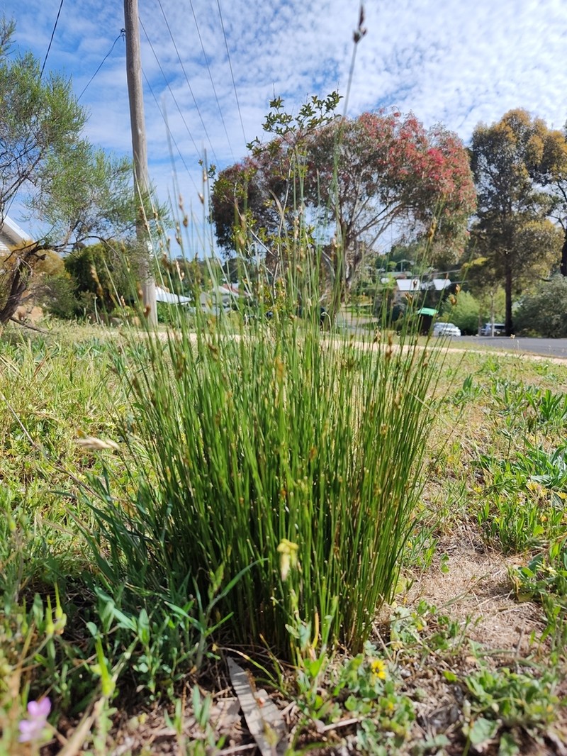 Juncus imbricatus photo 7