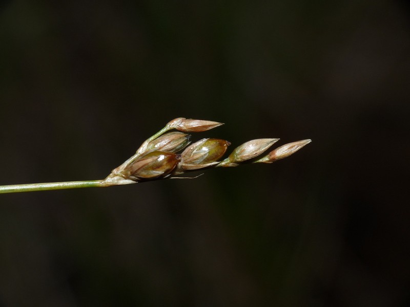 Juncus imbricatus photo 8