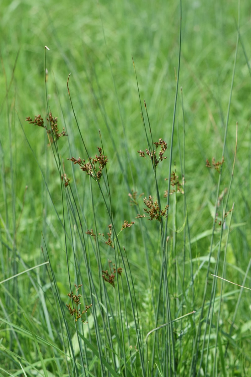 European Meadow Rush photo 2
