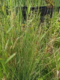 European Meadow Rush